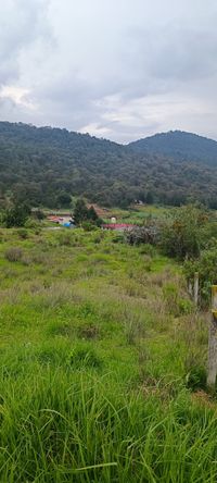 Vista del terreno en venta en Diximoxi, Atlacomulco, Estado de México, mostrando el paraje Tichculu con vegetación, pendientes suaves y fondo de montaña boscosa.